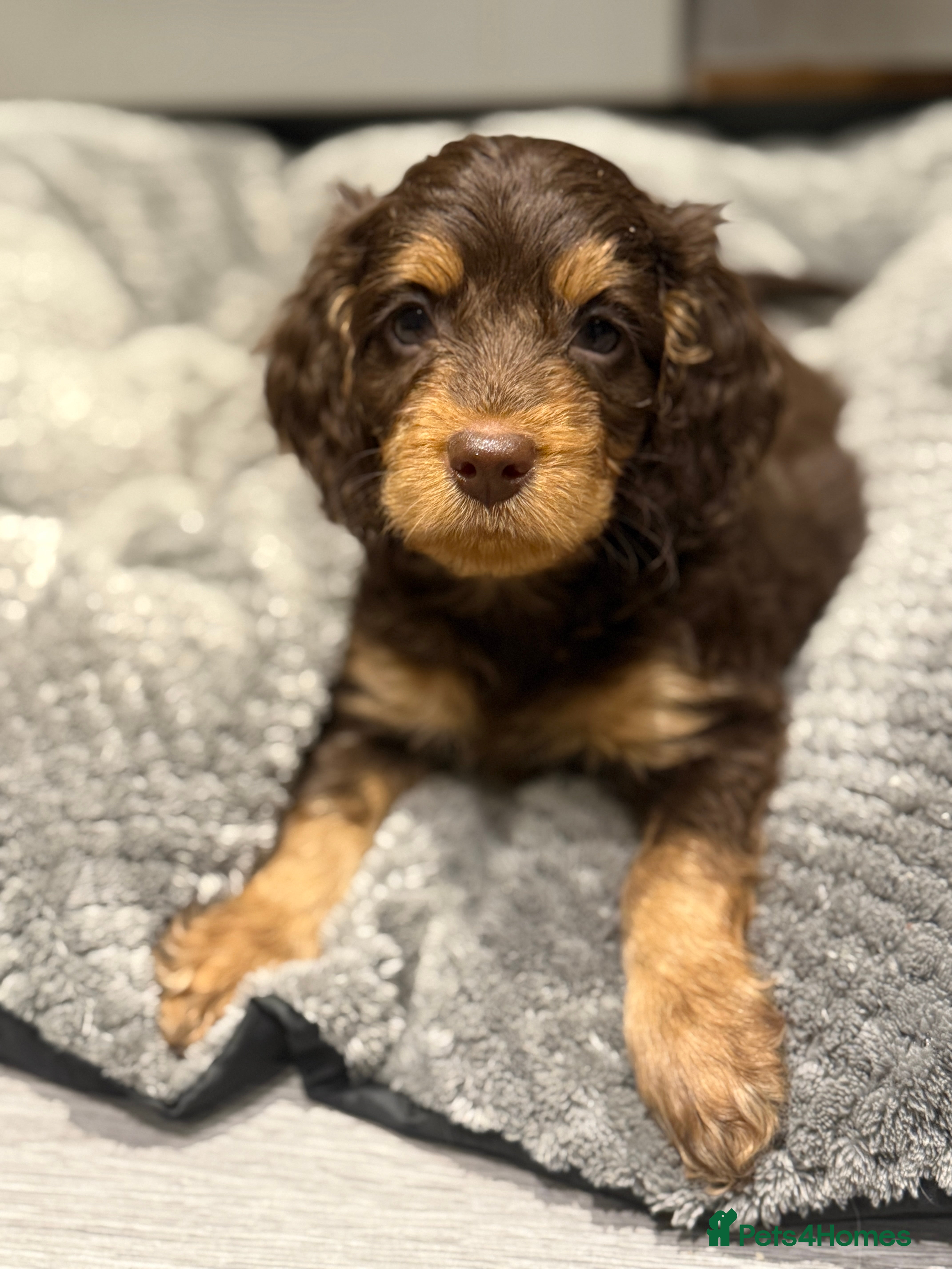 Cockapoo dogs Exceptional cockapoo puppies  - Advert 2