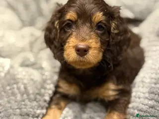 Cockapoo dogs Exceptional cockapoo puppies - Advert 1