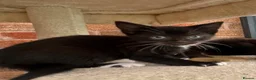 Mixed Breed cats for sale: Kittens  - Advert 13
