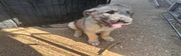 Irish Wolfhound dogs for sale: Irish wolfhound  - Advert 5