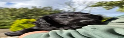 Cocker Spaniel dogs for sale: Beautiful Cocker Spaniel Puppies  in Helston - Advert 11
