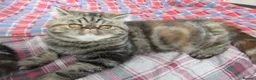 Exotic cats for sale: Beautiful Exotic female kittens Ready Now - Advert 13