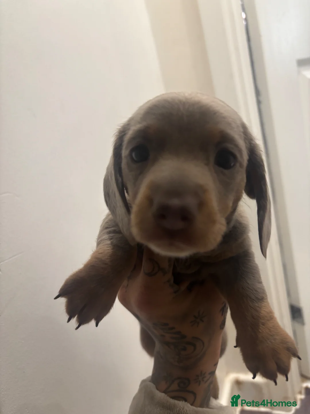 Miniature Dachshund dogs for sale: Long&Short Miniature Dachshunds  in Drybrook - Advert 16
