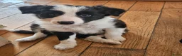 Border Collie dogs for sale: ISDS Border Collie Pups - Advert 6