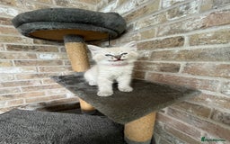 Ragdoll cats for sale: One female Ragdoll left  in Cambridge - Image 10