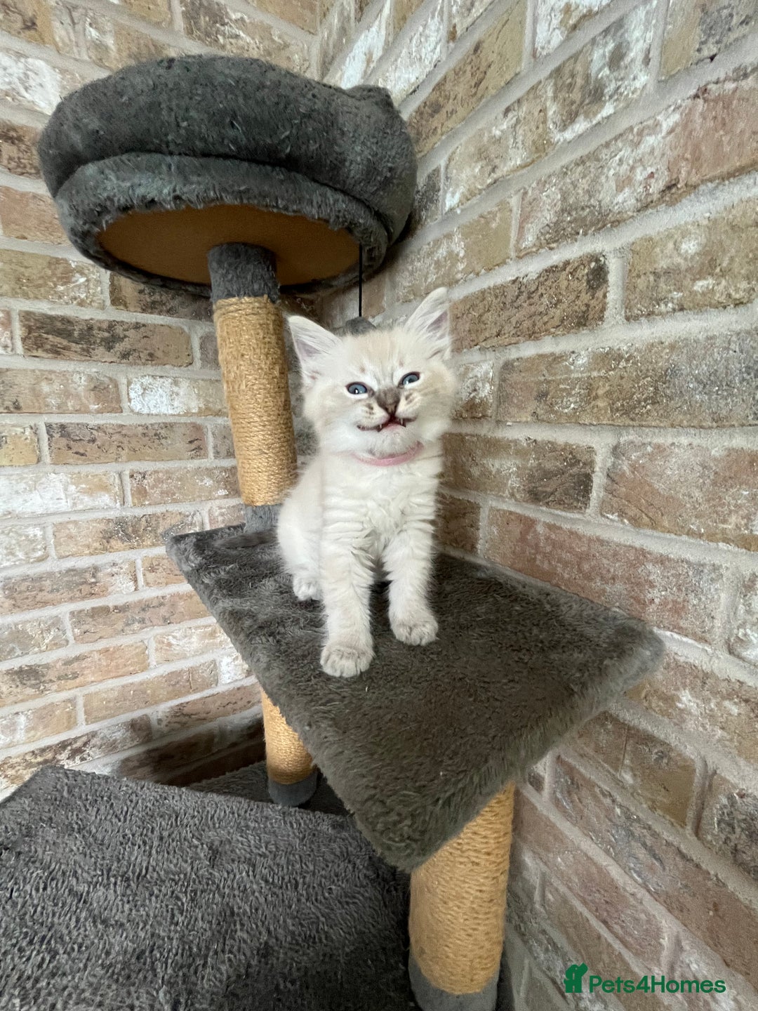 Ragdoll cats for sale: One female Ragdoll left  in Cambridge - Image 10