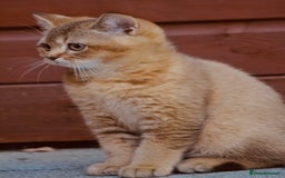 British Shorthair cats for sale: Last kitten left: TICA Golden Black Shaded BSH - Image 8