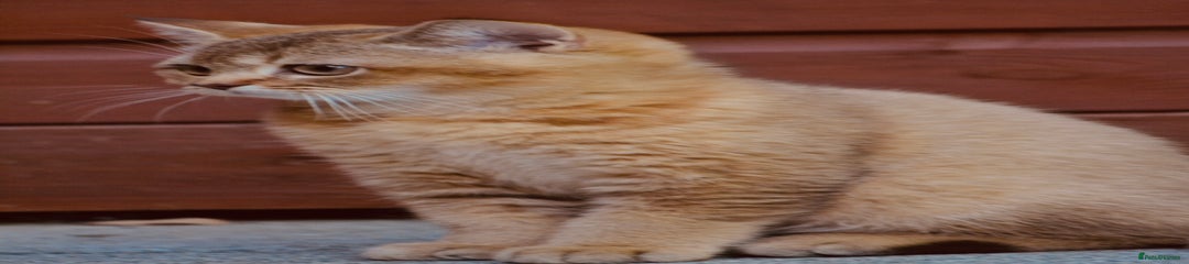 British Shorthair Kitten 1