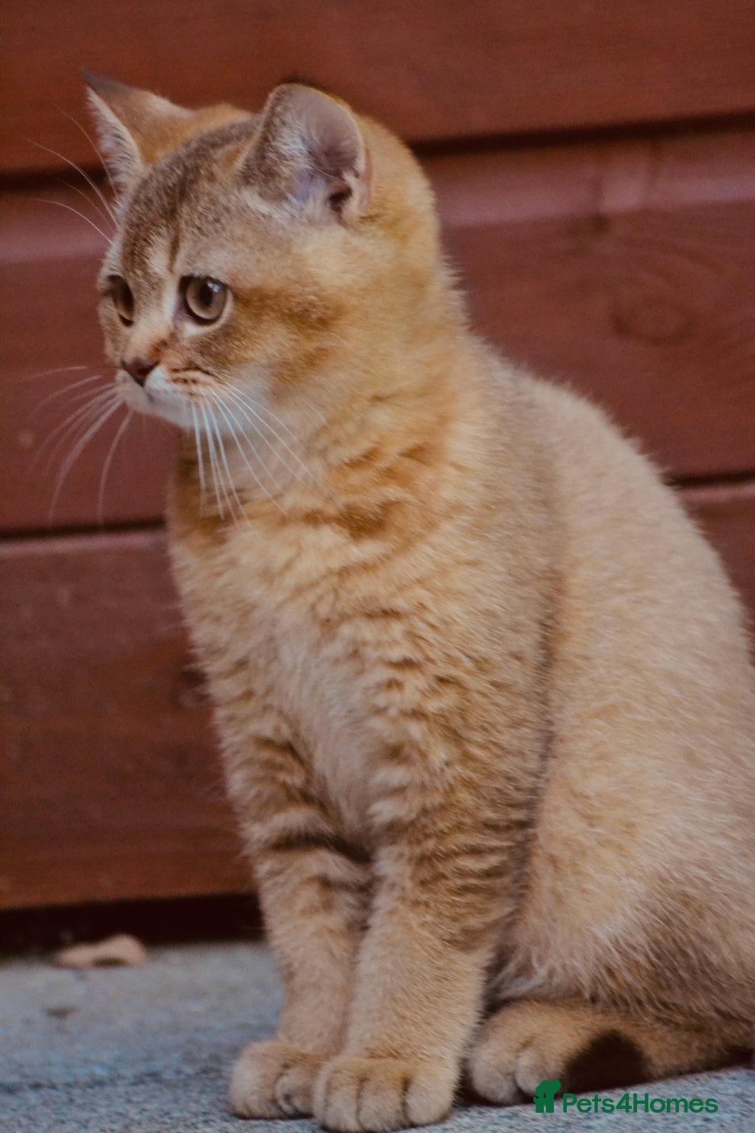 British Shorthair cats for sale: Last kitten left: TICA Golden Black Shaded BSH - Image 8
