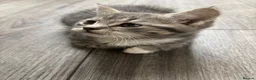Mixed Breed cats for sale: 2 kittens for sale  - Advert 7