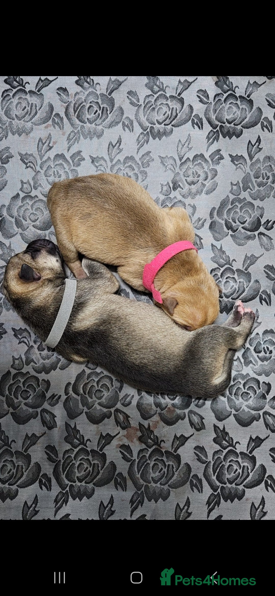 Mixed Breed dogs for sale: Beautiful Mix, Husky/Corso X Akita/Staff, Large  - Advert 4