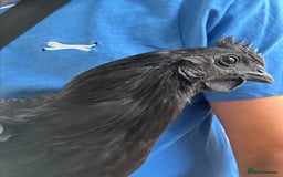Chickens poultry for sale: Ayam Cemani Male Cockerel 6 month old  - Image 1