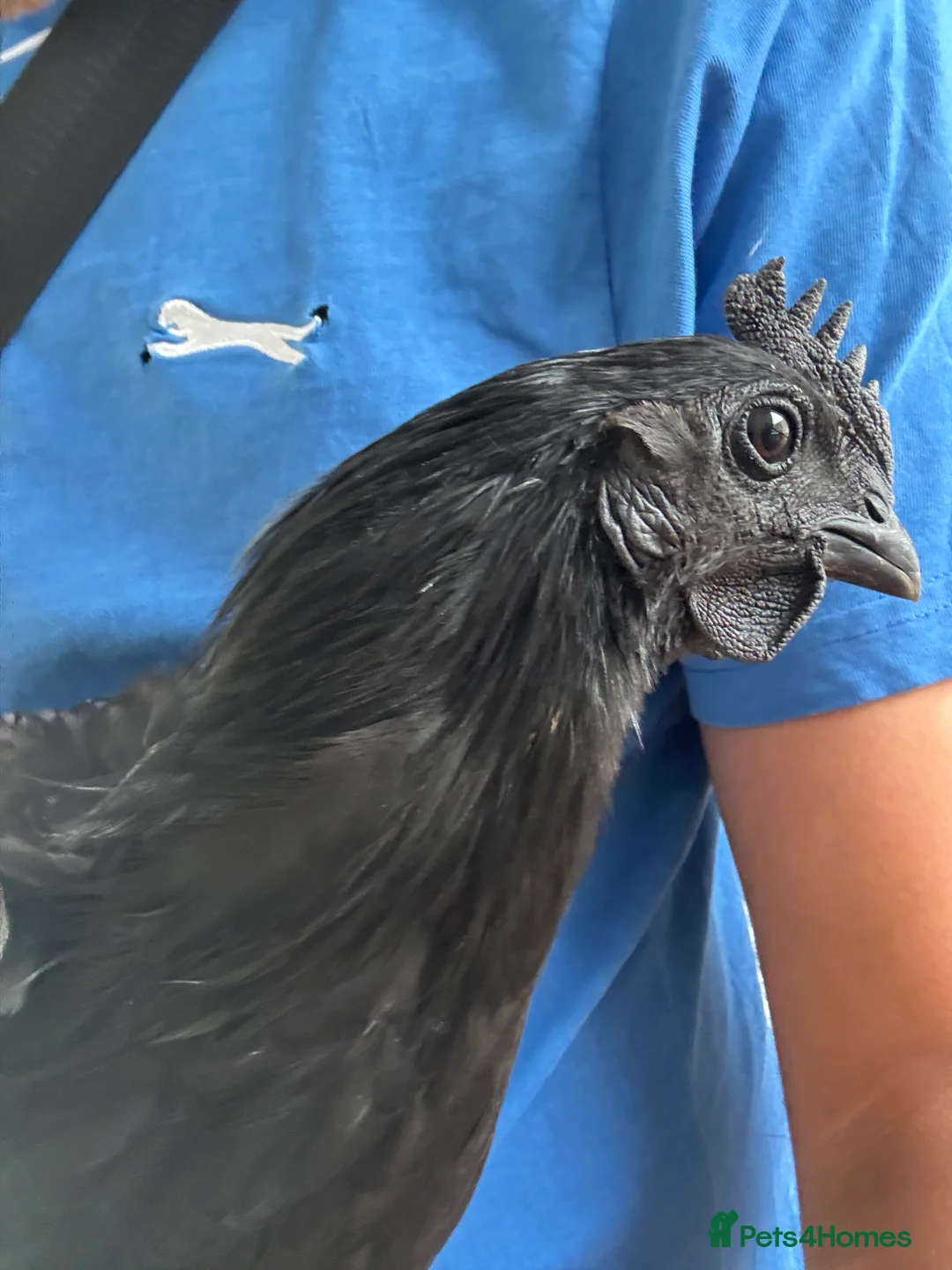 Chickens poultry for sale: Ayam Cemani Male Cockerel 9 month old  - Advert 1
