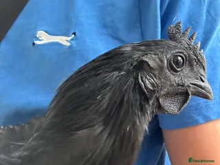 Chickens poultry Ayam Cemani Male Cockerel 9 month old - Advert 1