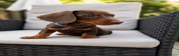 Miniature Dachshund dogs for sale: Exceptional Miniature Dachshund Puppies  in Romford - Advert 14