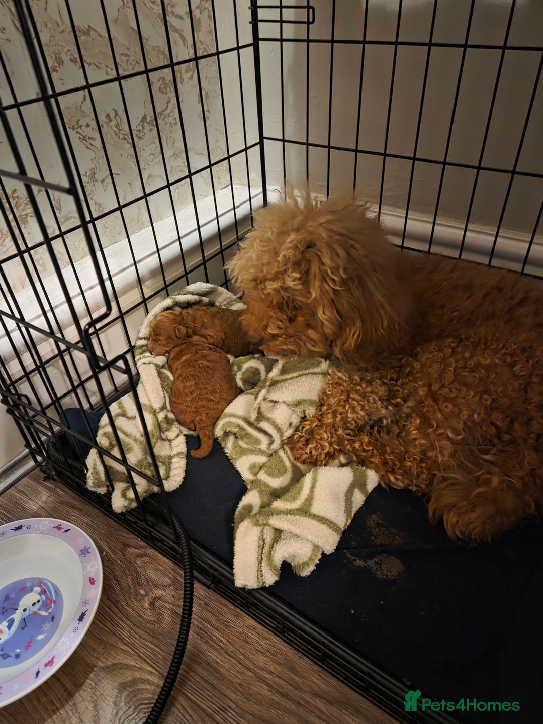 Toy Poodle dogs for sale: Excellent toy poodles! Fox red!  - Advert 8