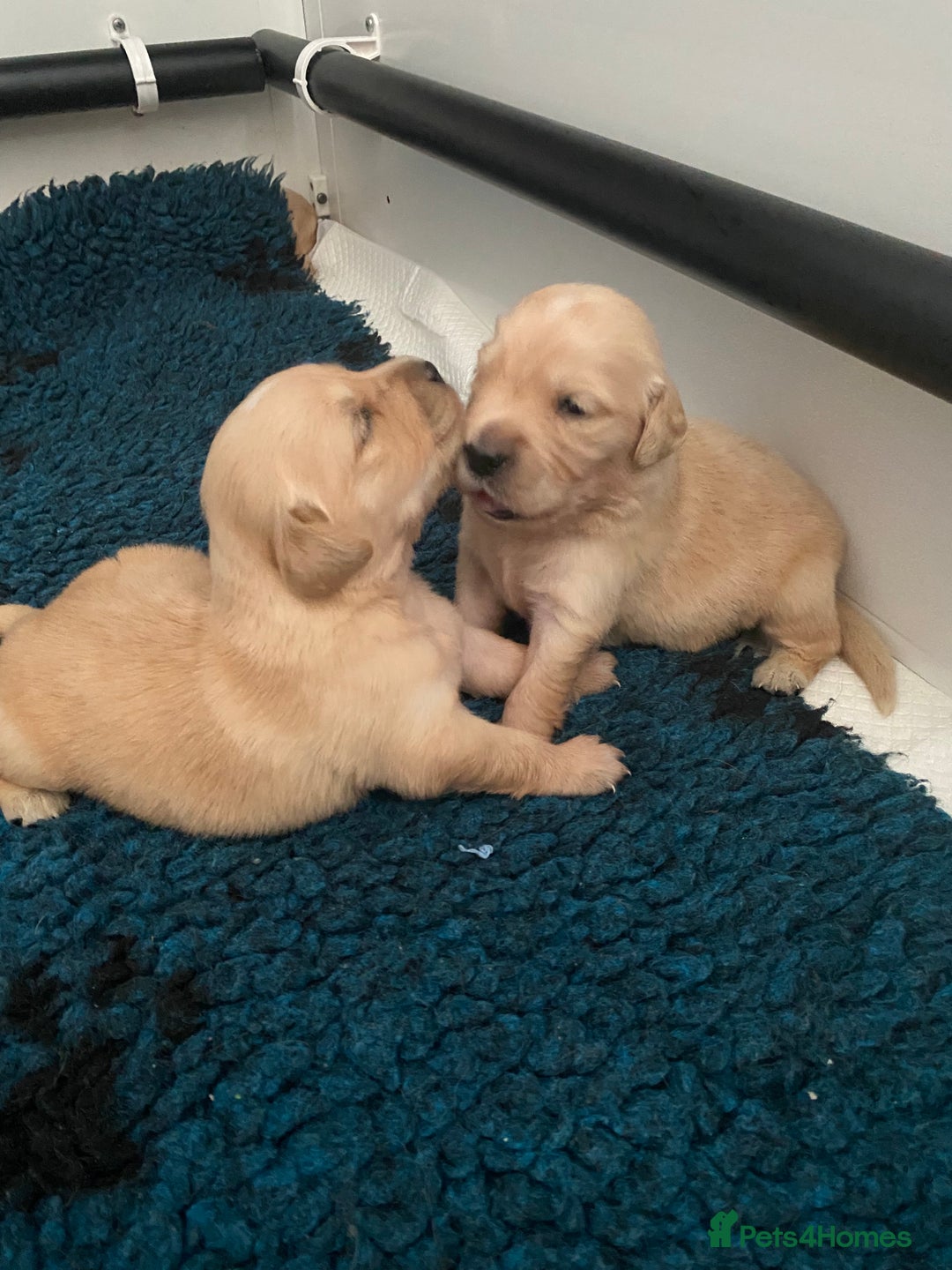 Golden Retriever dogs for sale: Beautiful litter of golden retriever puppies  - Image 5