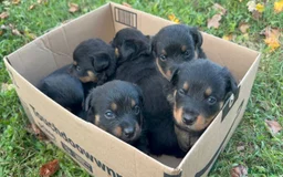 Rottweiler dogs for sale: Rottweiler chapmpion bloodline - Image 7