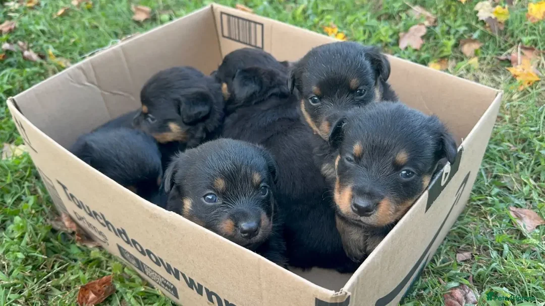 Rottweiler dogs for sale: Rottweiler chapmpion bloodline - Image 7