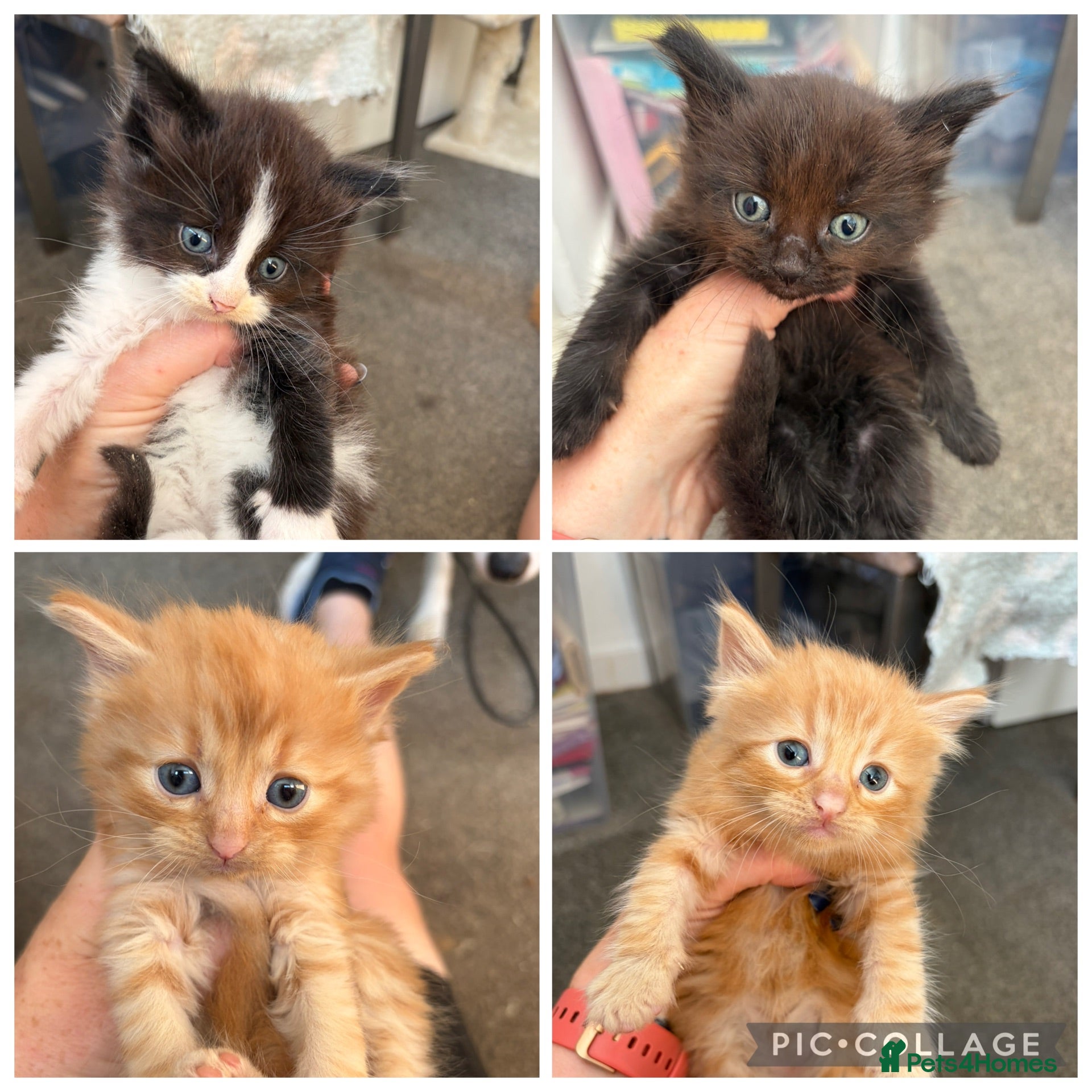 British Longhair cats Male kittens - Advert 13