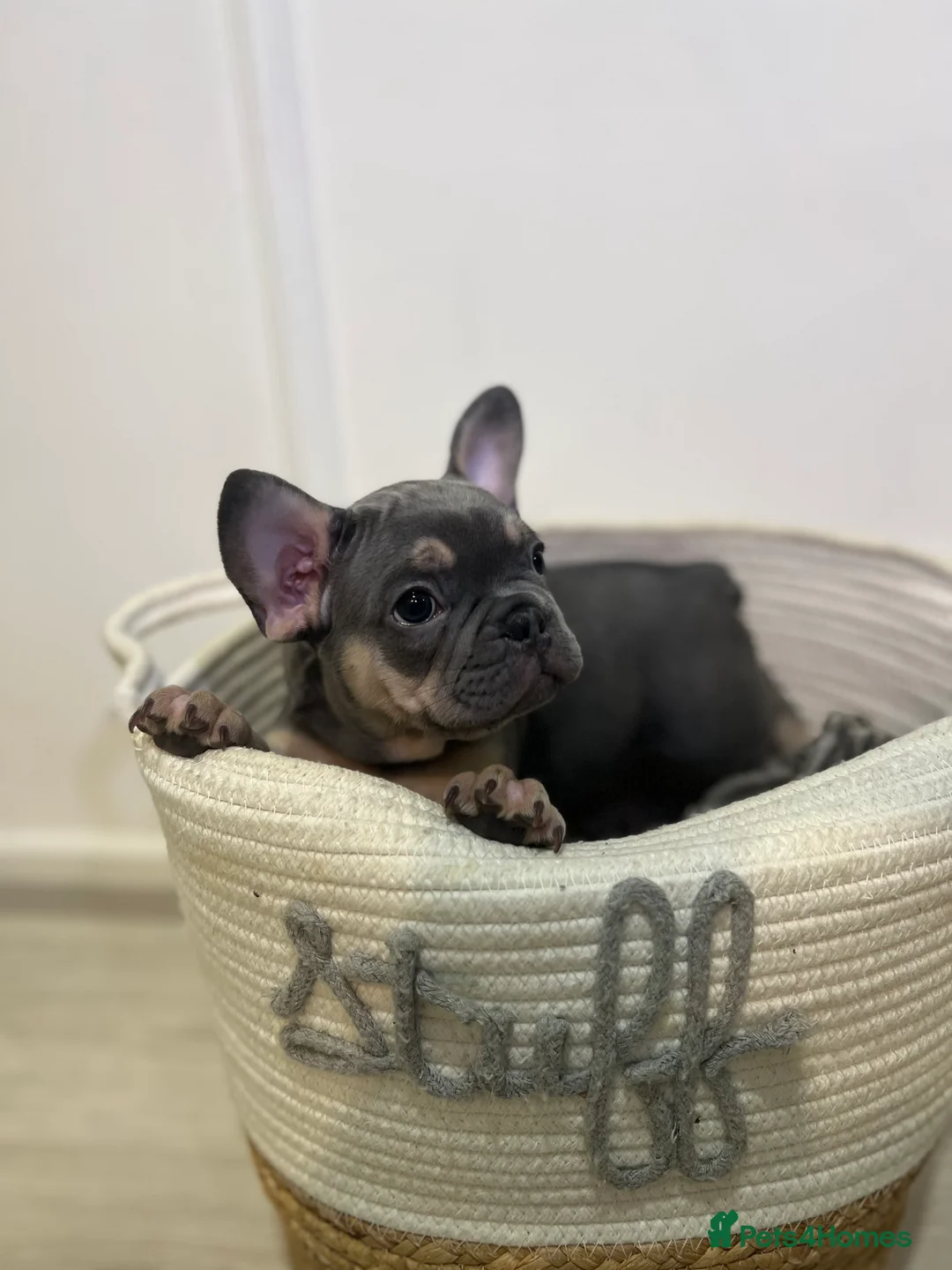 French Bulldog dogs for sale: 2 French Bulldog Boys-Blue Tan/Blue Fawn-ReadyNow  - Advert 2