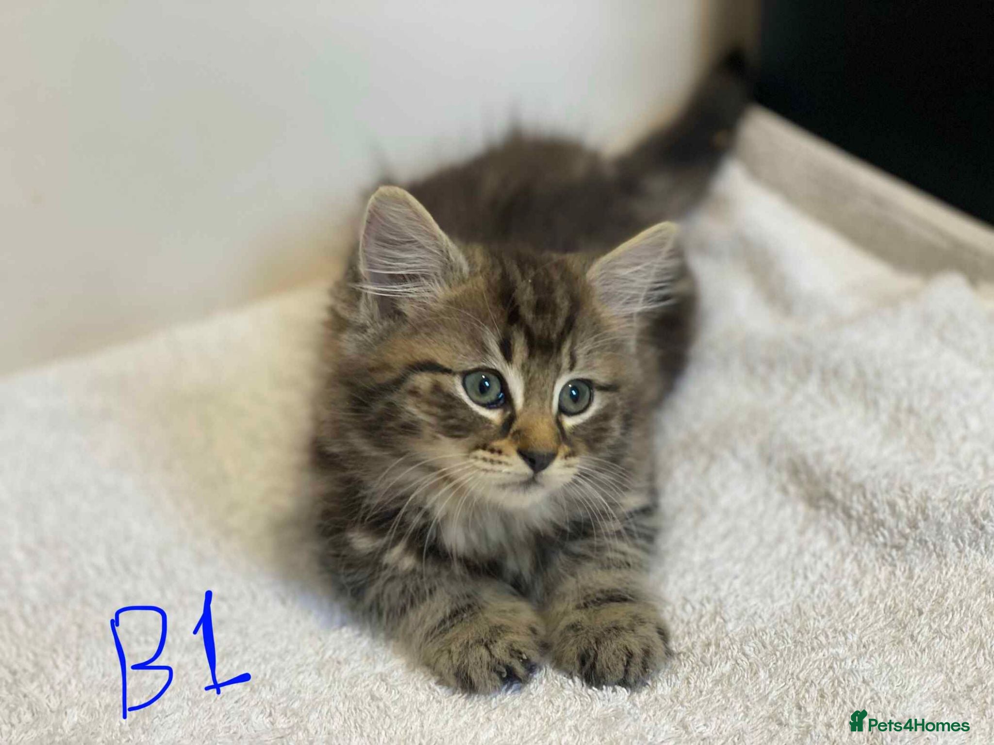 European cats Beautiful kittens for sale - Advert 2