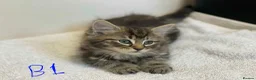 European cats for sale: Beautiful kittens for sale - Advert 2