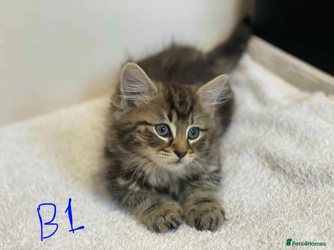 European cats for sale: Beautiful kittens for sale - Advert 2