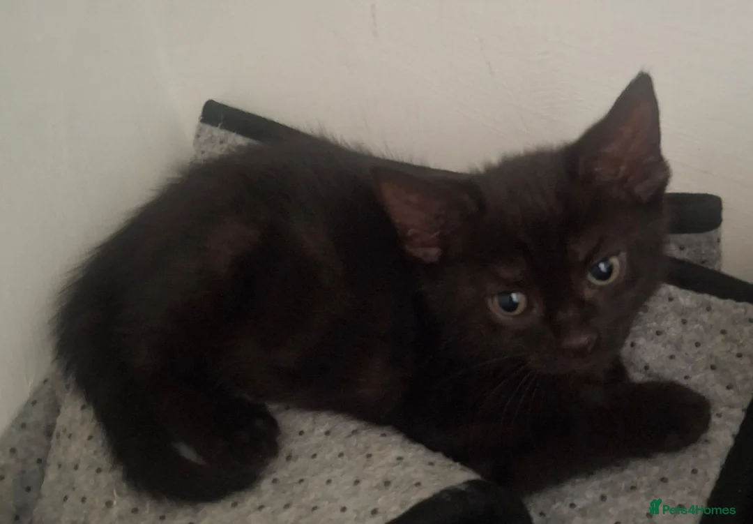 Mixed Breed cats for sale: girl and boy - Advert 2