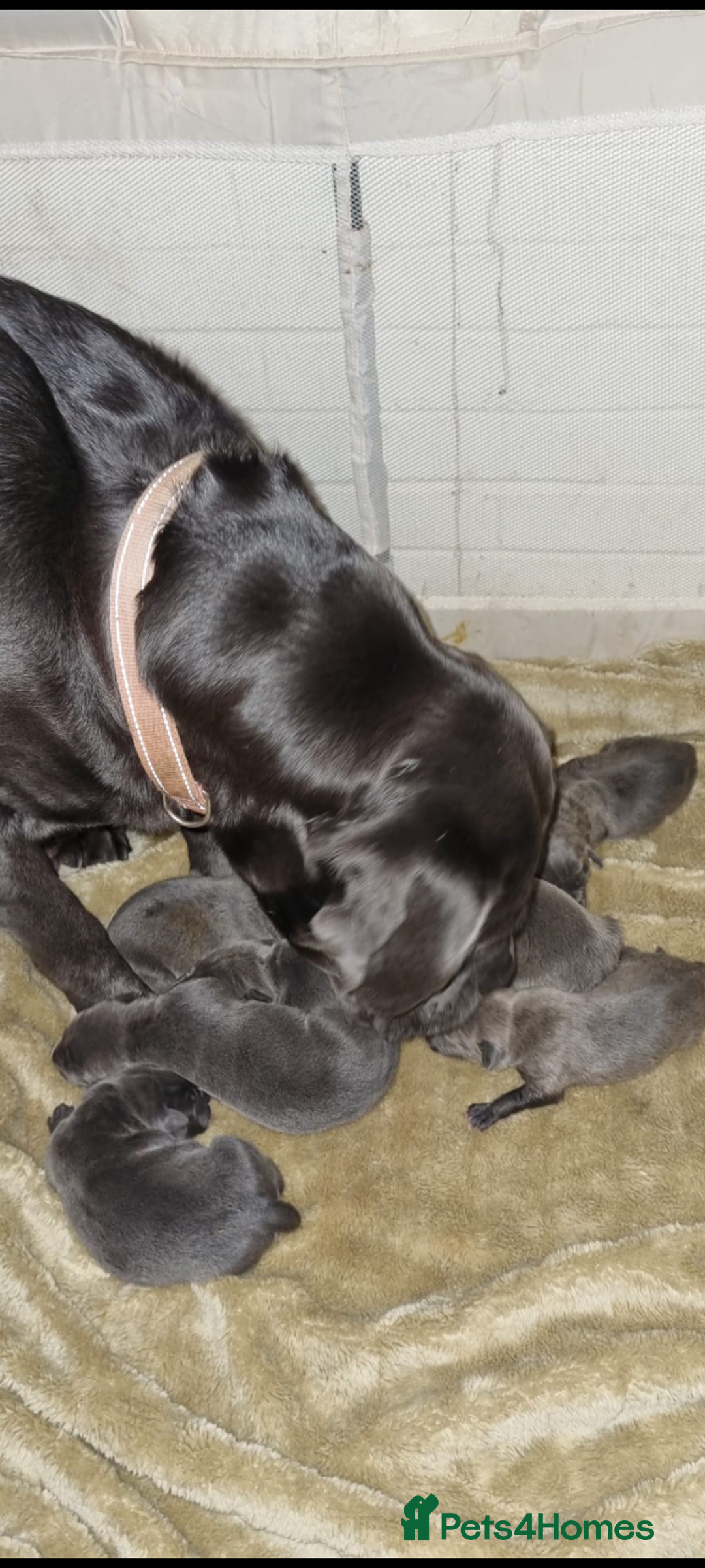 Mixed Breed dogs for sale: Cane corso puppies  - Image 1