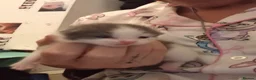 Mixed Breed cats for sale: Kittens for sale  - Advert 3