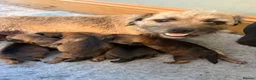 Border Terrier dogs for sale: * KC Registered Border Terrier Puppies *  - Advert 8