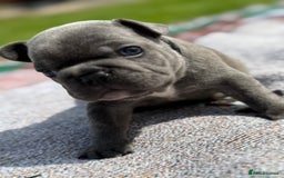 French Bulldog dogs for sale: Gorgeous French Bulldog Puppies. - Image 5