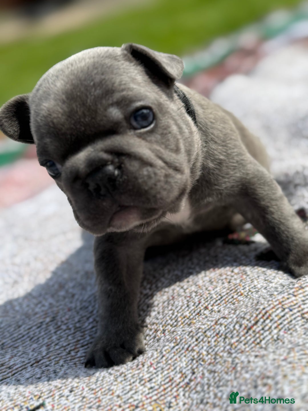 French Bulldog dogs for sale: Gorgeous French Bulldog Puppies. - Image 5