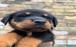 Rottweiler dogs for sale: LAST PUPS REMAINING. READY TO LEAVE  - Image 2