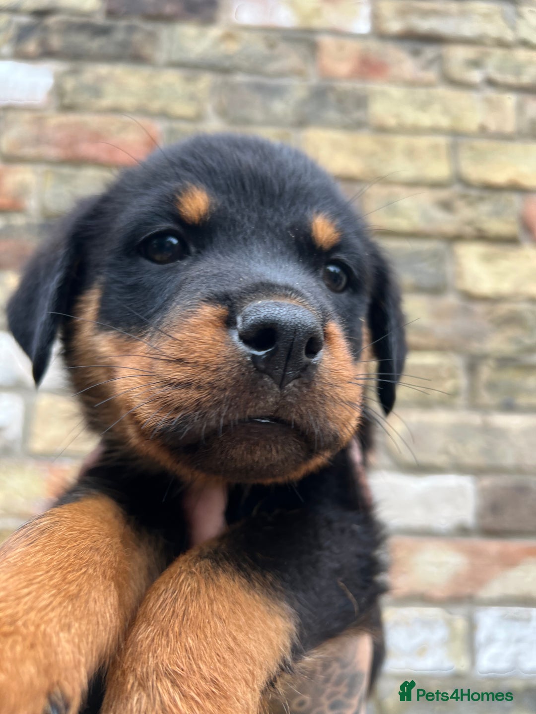 Rottweiler dogs for sale: LAST PUPS REMAINING. READY TO LEAVE  - Image 2