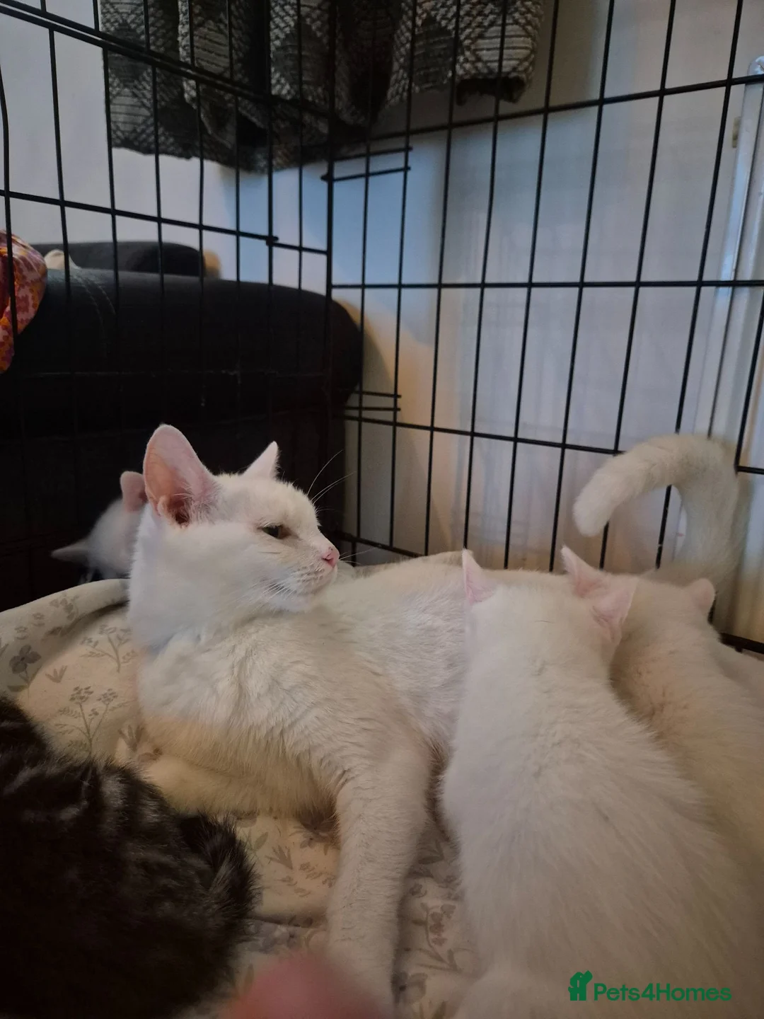 Mixed Breed cats for sale: White Kittens Ready to leave - Advert 2
