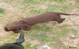 Cocker Spaniel dogs for sale: Kc registered cocker spaniel puppies - Image 4