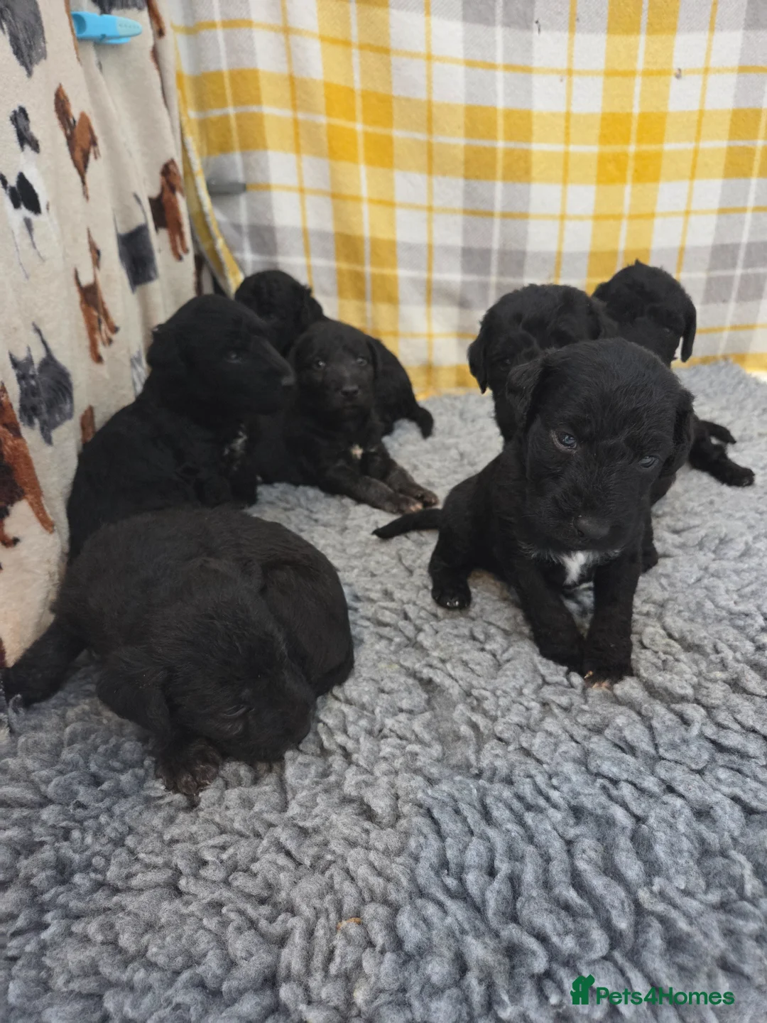 Bedlington Terrier dogs for sale: KC Reg Bedlington Terrier puppies  - Advert 2