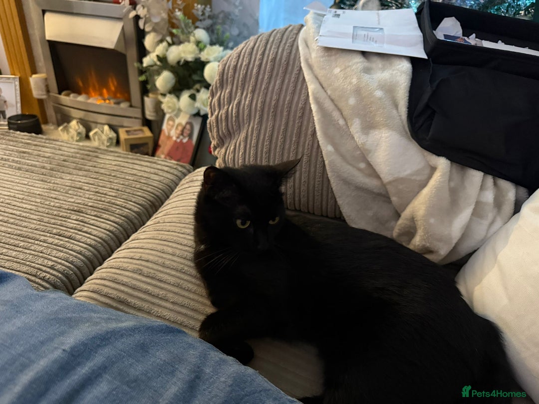 Mixed Breed cats for sale: Black cat  - Advert 9