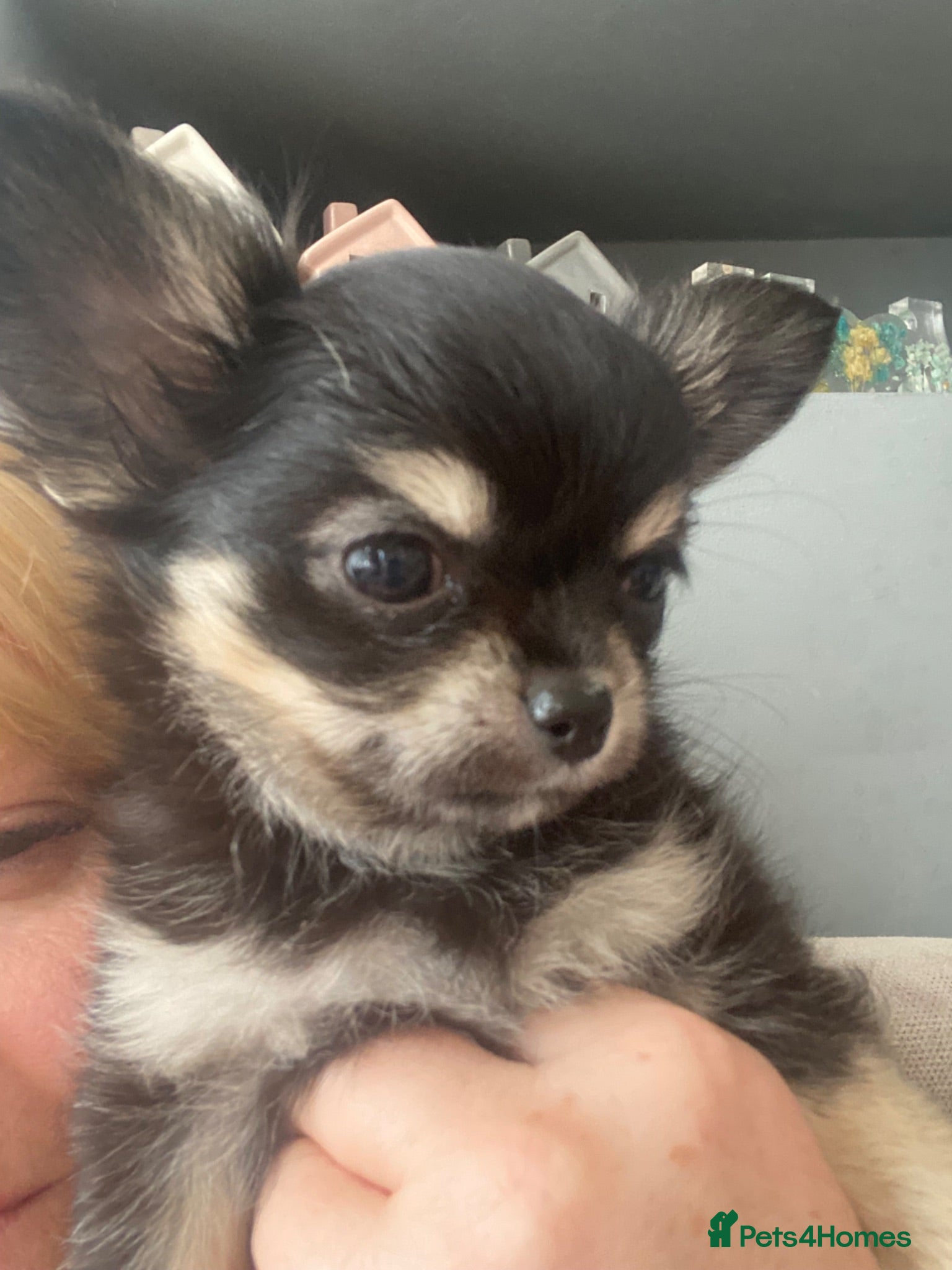Chihuahua dogs Two Gorgeous Long-Haired Male Chihuahua Puppies - Advert 1