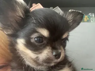 Chihuahua dogs Two Gorgeous Long-Haired Male Chihuahua Puppies - Advert 1