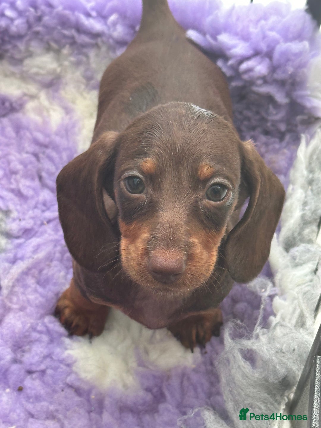 Miniature Dachshund dogs for sale: **Quality Super tiny dachshunds -Ready now - Image 15
