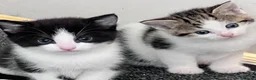 Mixed Breed cats for sale: LAYLA’S GORGEOUS LITTER OF FIVE 🐱 🐈 🐈‍⬛ 🐱 🐈  - Advert 11