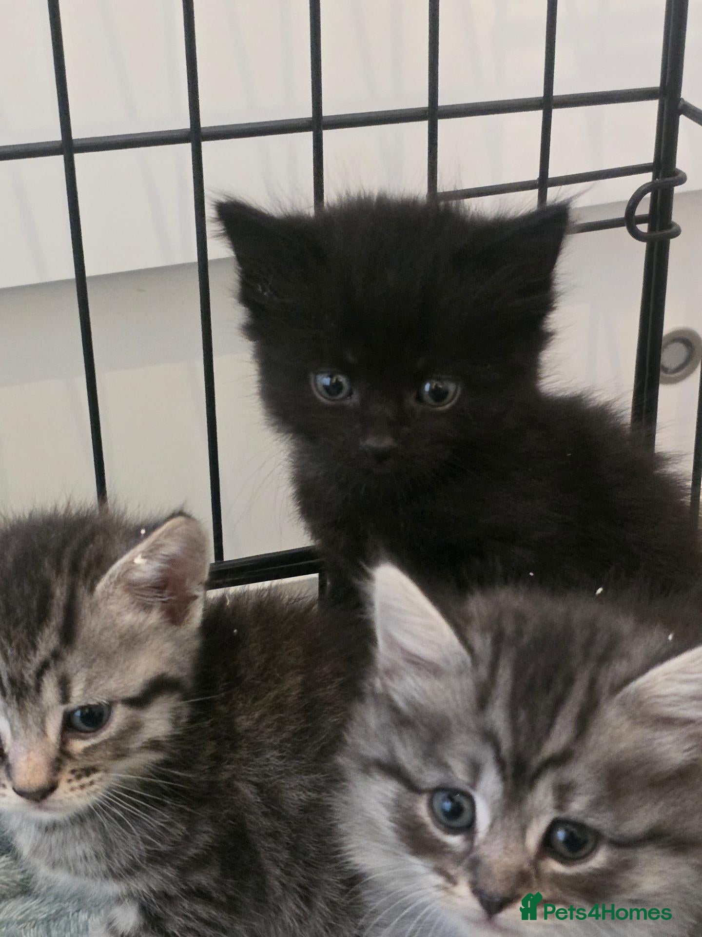 Mixed Breed cats Beautiful bengal x kittens  - Advert 1