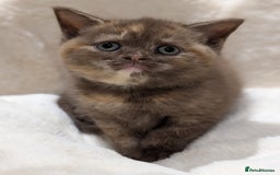 British Shorthair cats for sale: GCCF British Shorthair Chocolate&Lilac kittens - Image 1