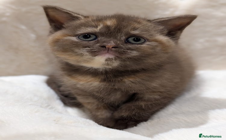 British Shorthair cats - Advert 4