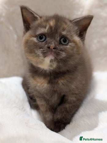 British Shorthair cats - Advert 15