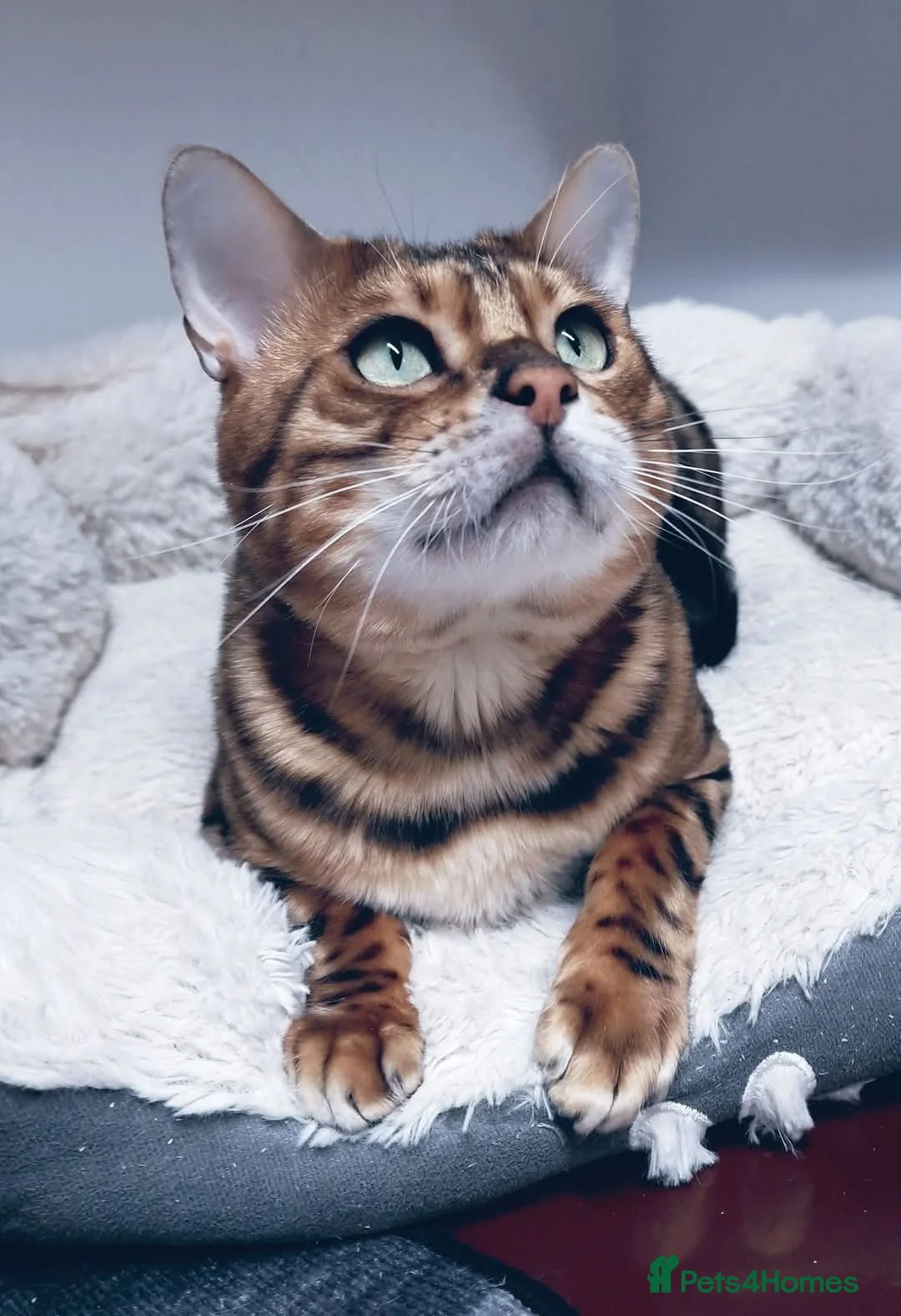 Bengal cats for stud: Bengal cat for stud, Calvin. in Peterborough - Advert 29