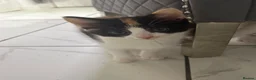 Mixed Breed cats for sale: 3 Beautiful Kittens Looking for Loving Homes  - Advert 13